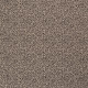 Tulipe -x10cm
